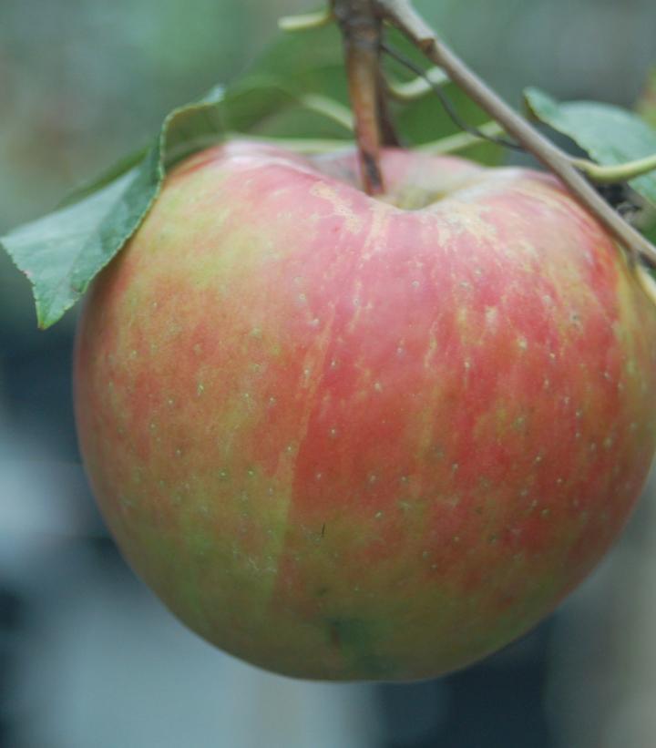 Malus X Royal Gala