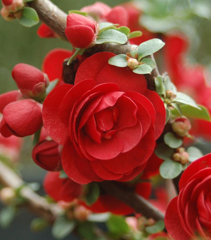 Chaenomeles speciosa Double Take® Scarlet