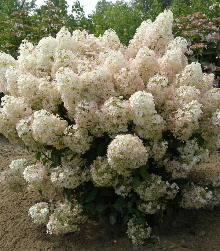 Hydrangea pan. Bobo®