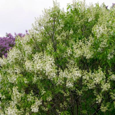 Syringa vulgaris x Primrose