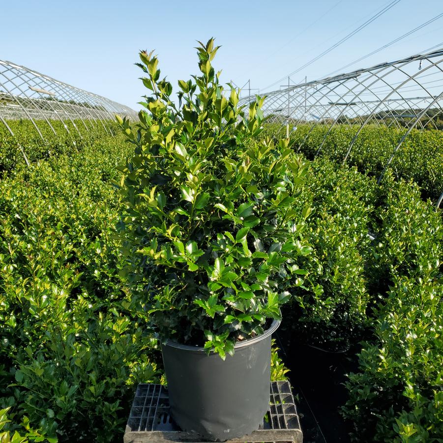 Ilex X meserveae Blue Maid