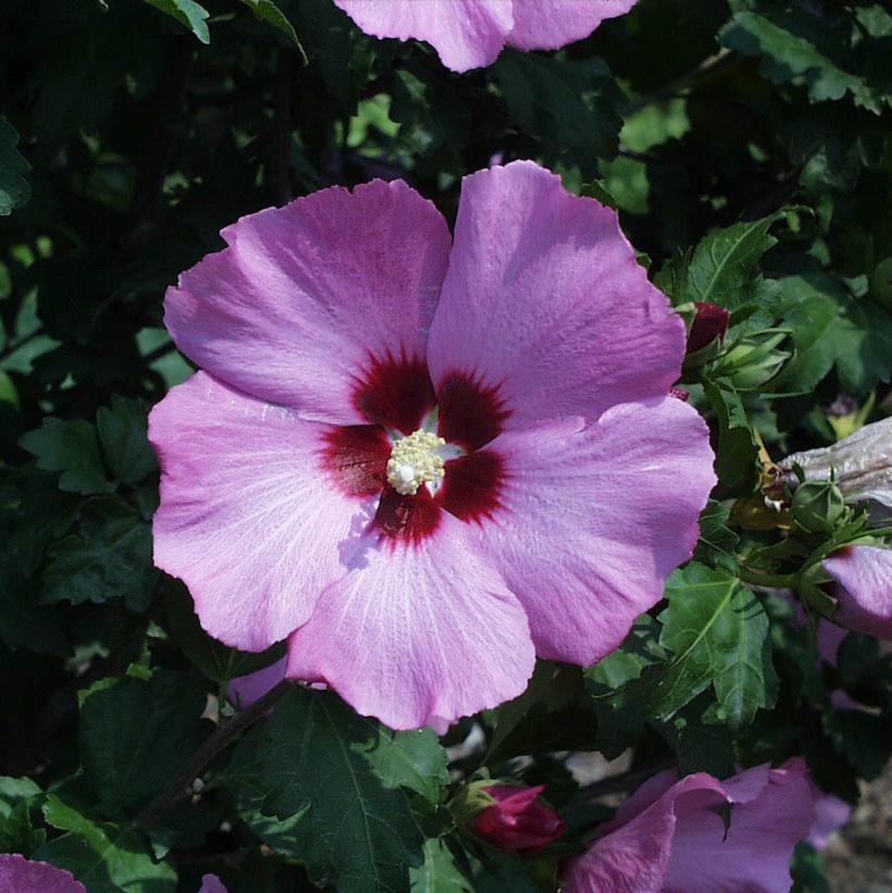 Hibiscus syriacus Aphrodite