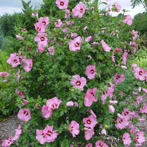 Hibiscus syriacus Aphrodite