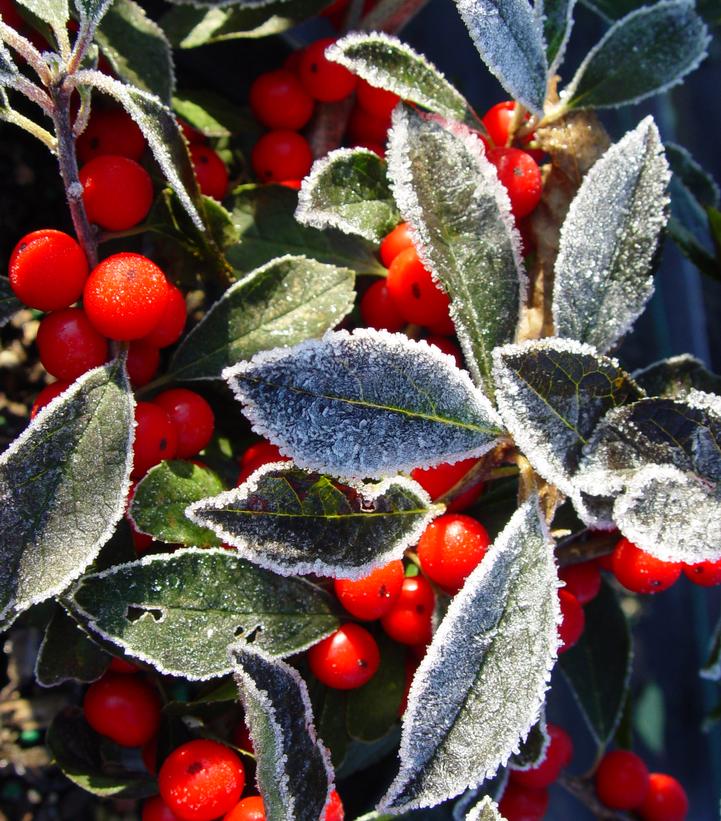 Ilex verticillata Red Sprite