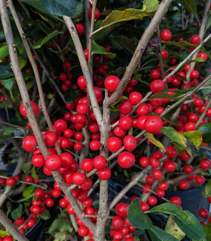 Ilex verticillata Red Sprite