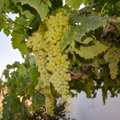 Vitis 'Thompson Seedless'