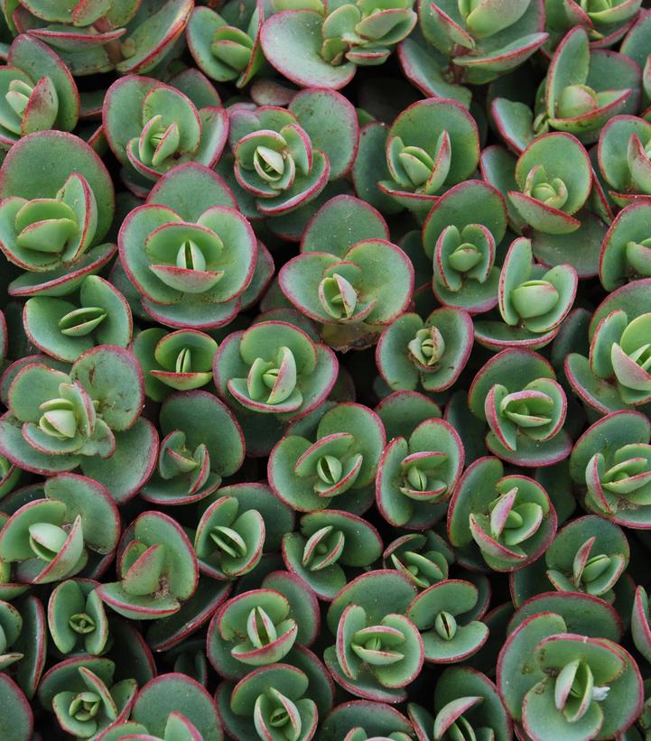 Sedum SunSparkler® 'Lime Zinger'