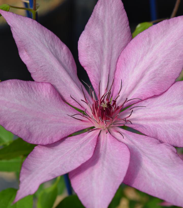 Clematis Gisella™