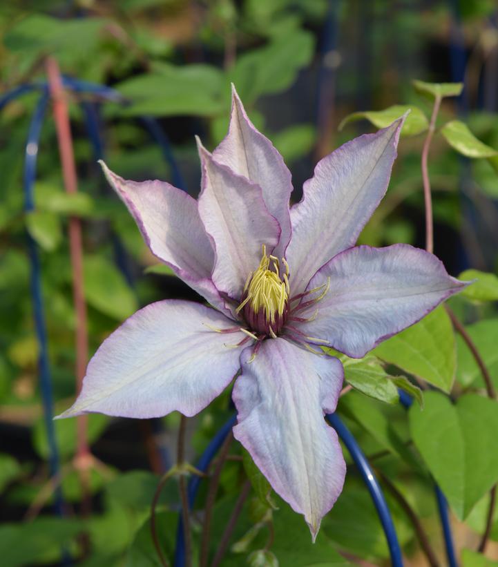 Clematis Samaritan Jo™