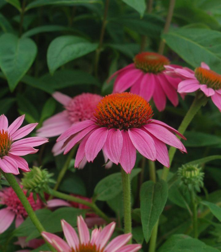 Echinacea Pow Wow® Wildberry