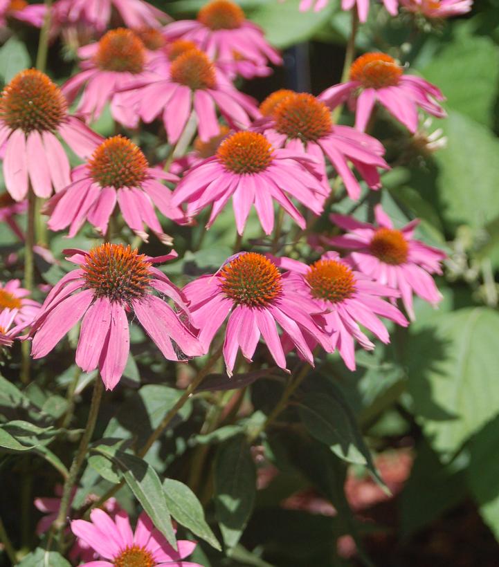 Echinacea Pow Wow® Wildberry