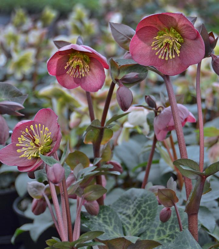 Helleborus Frostkiss® Pennys Pink