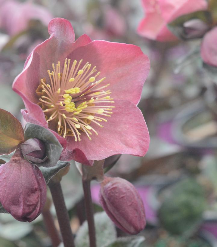 Helleborus Frostkiss® Pennys Pink