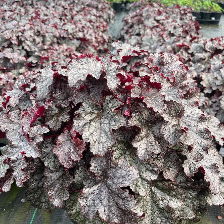 Heuchera 'Plum Pudding'