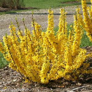 Forsythia Show Off® Sugar Baby®