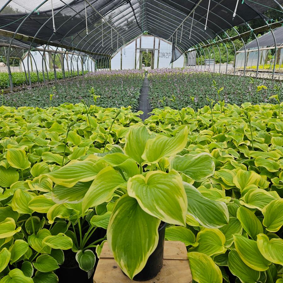 Hosta Fragrant Bouquet