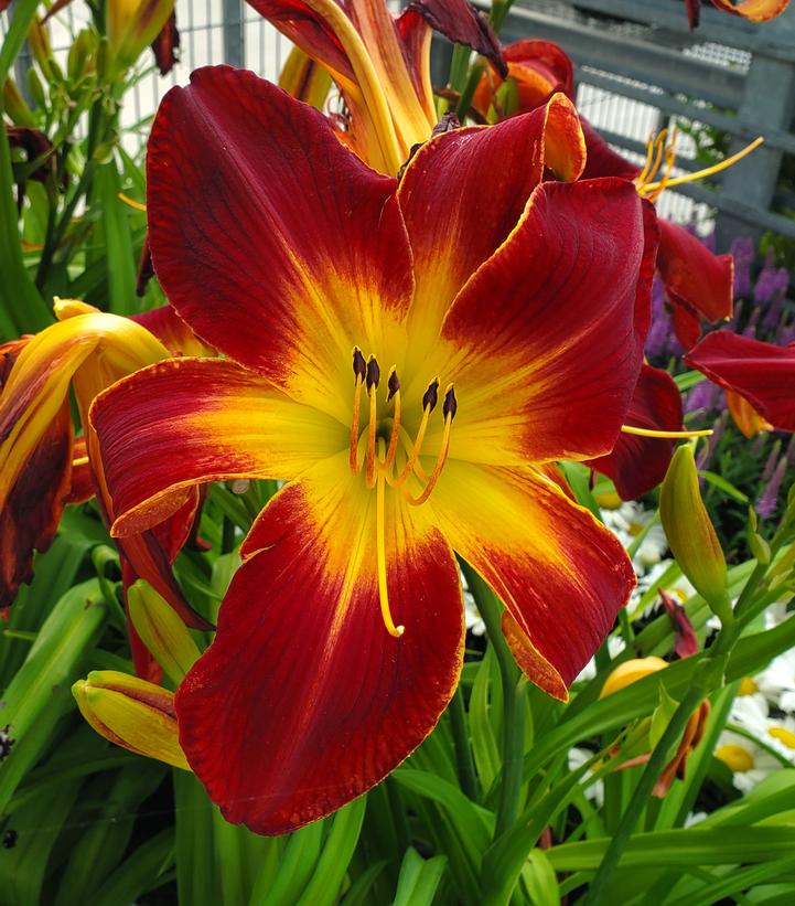 Hemerocallis Rainbow Rhythm® Rainbow Rhythm® Ruby Spider