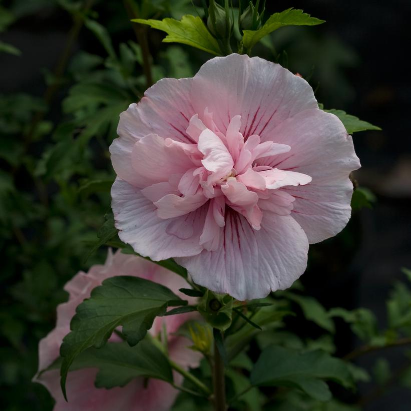 Hibiscus syriacus Pink Chiffon®