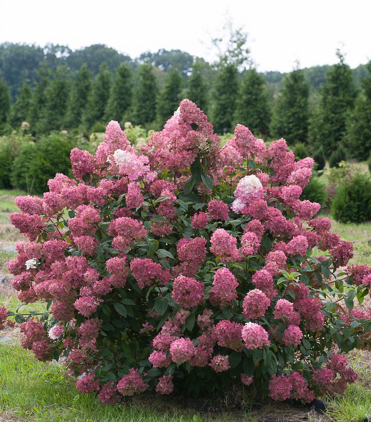 Hydrangea pan. Fire Light®