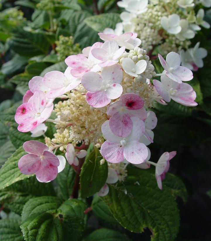 Hydrangea pan. Little Quick Fire®