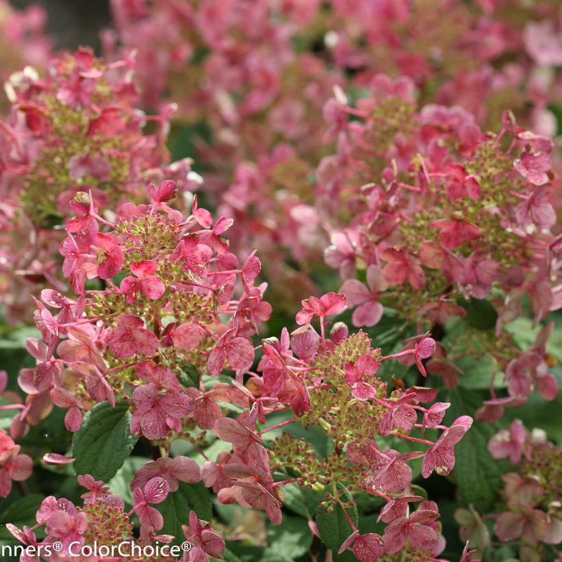 Hydrangea pan. Little Quick Fire®