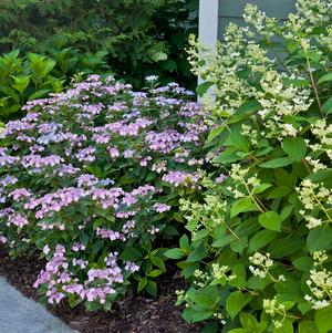 Hydrangea serrata Tiny Tuff Stuff™