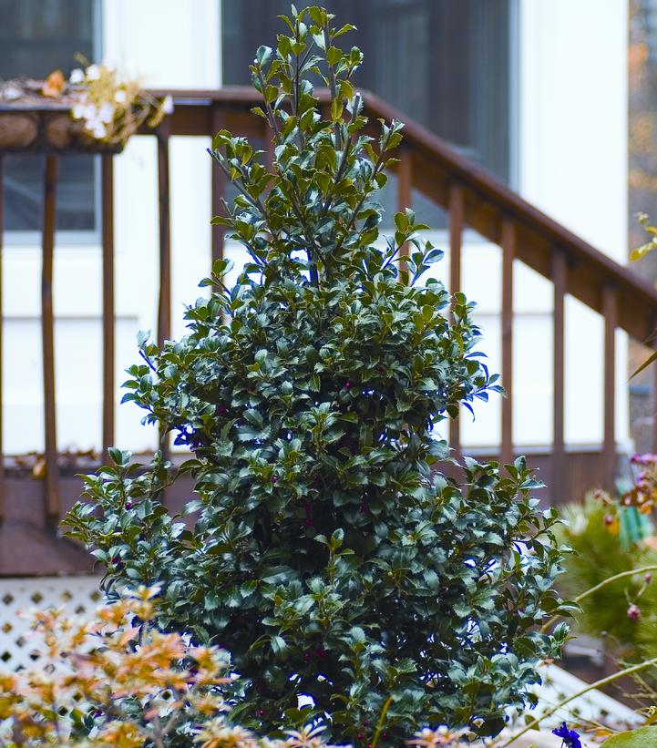 Ilex x meserveae Castle Spire®