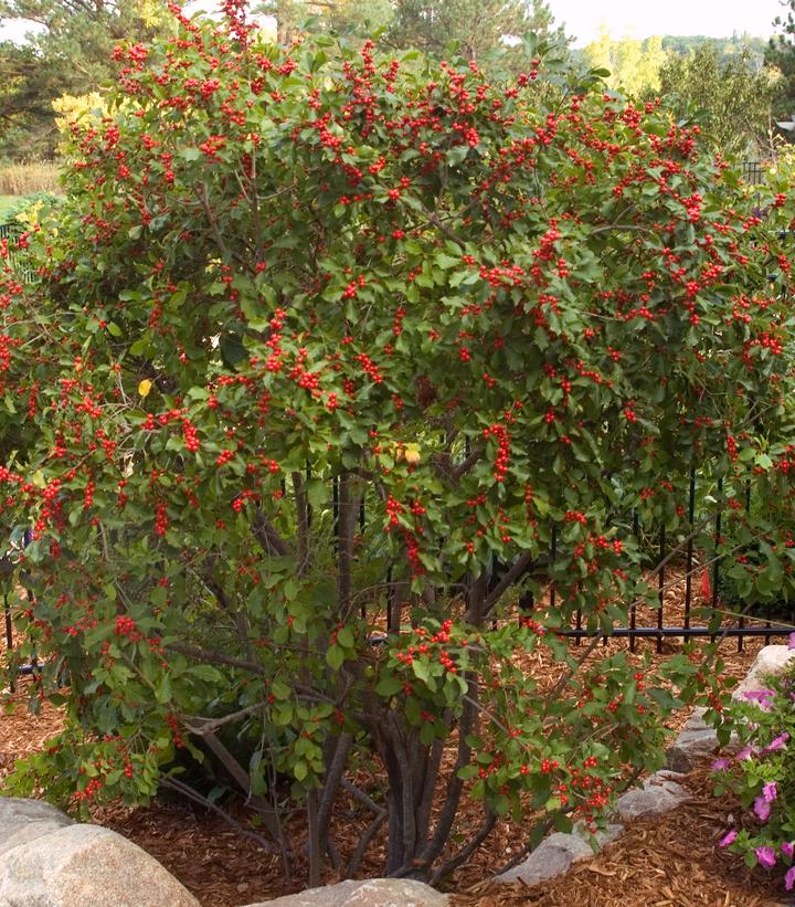 Ilex verticillata Wildfire™