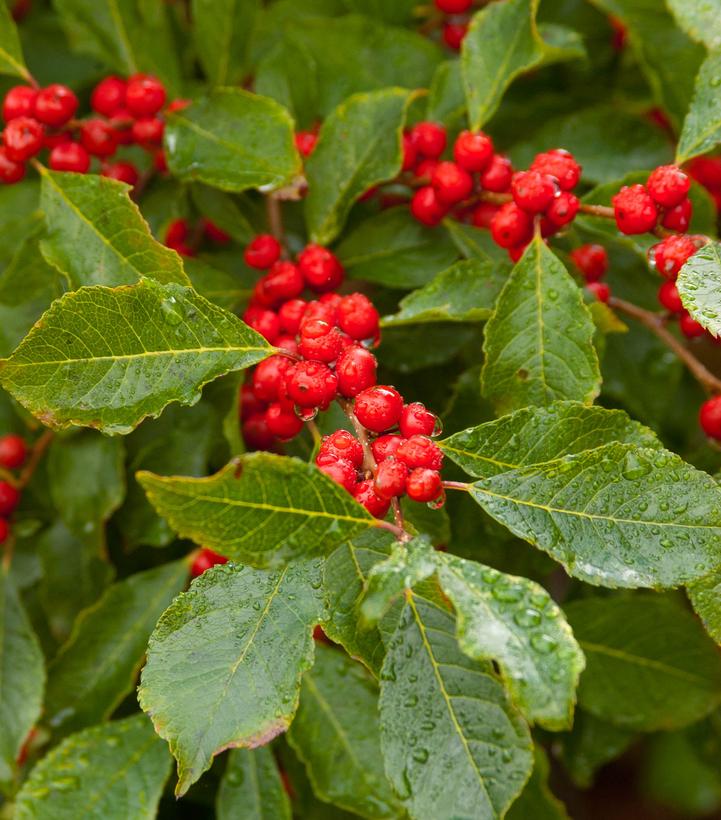 Ilex verticillata Wildfire™