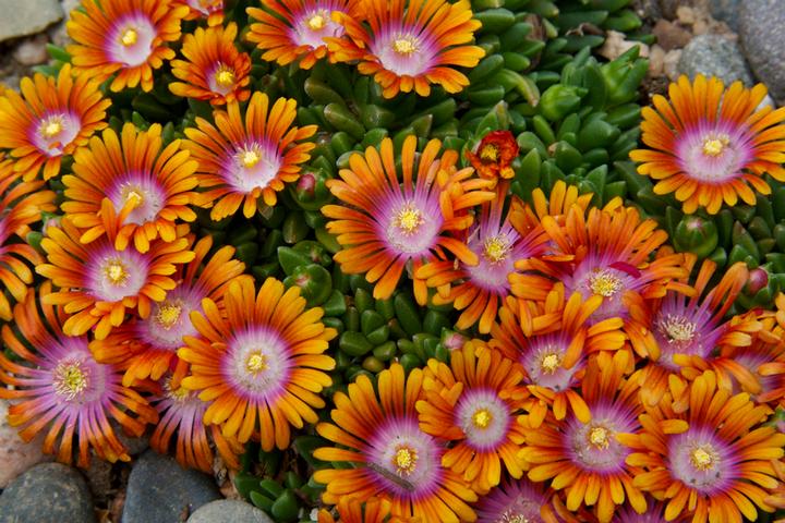 Delosperma Fire Spinner