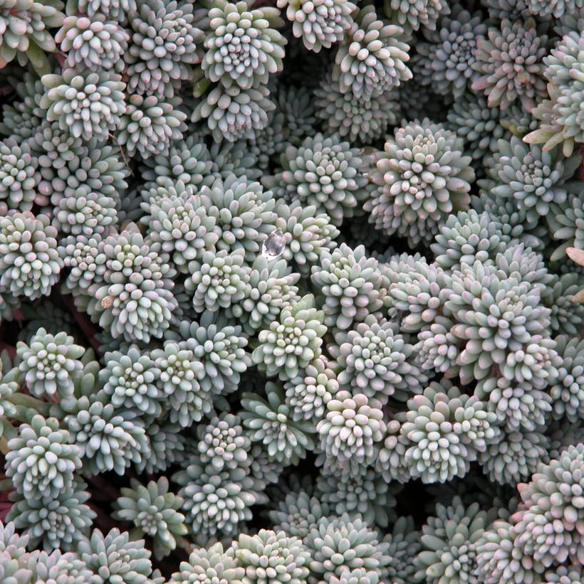 Sedum hispanicum 