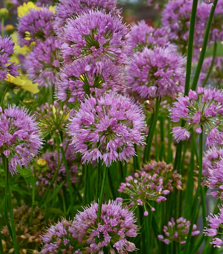 Allium 'Millenium'