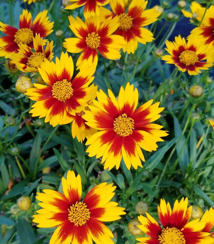 Coreopsis Li'l Bang™ Li'l Bang™ Daybreak