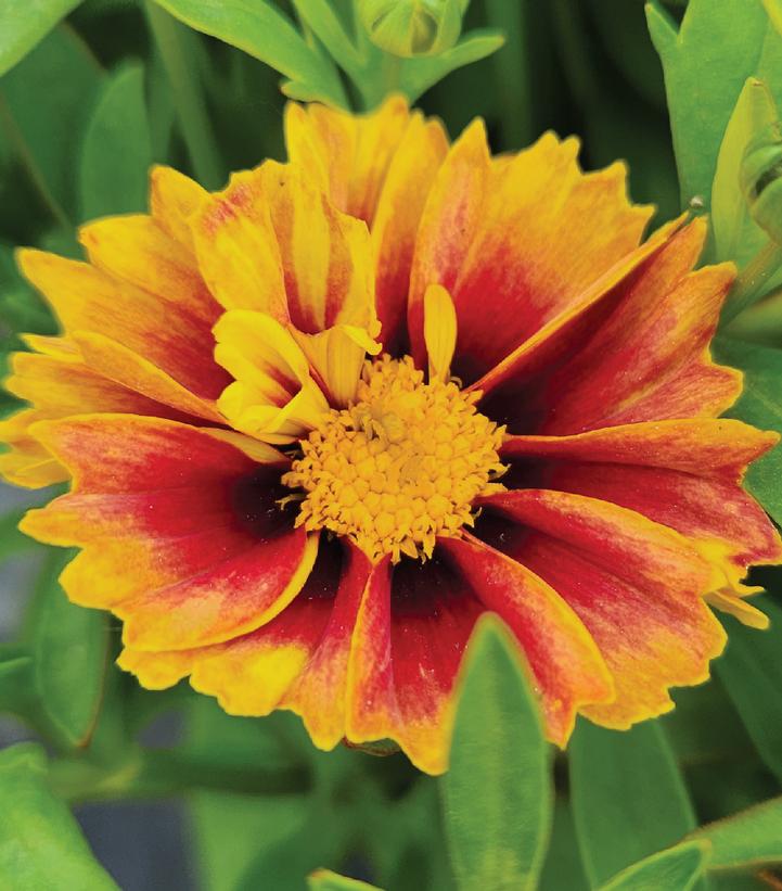 Coreopsis Li'l Bang™ Li'l Bang™ Daybreak