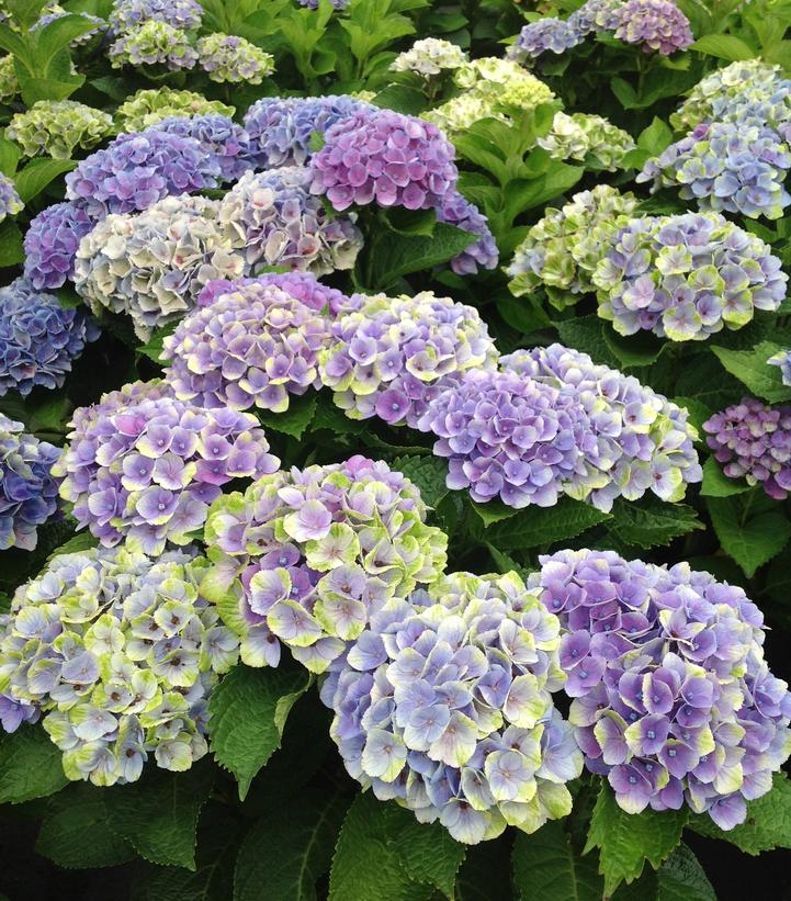 Hydrangea mac. Magical® Amethyst