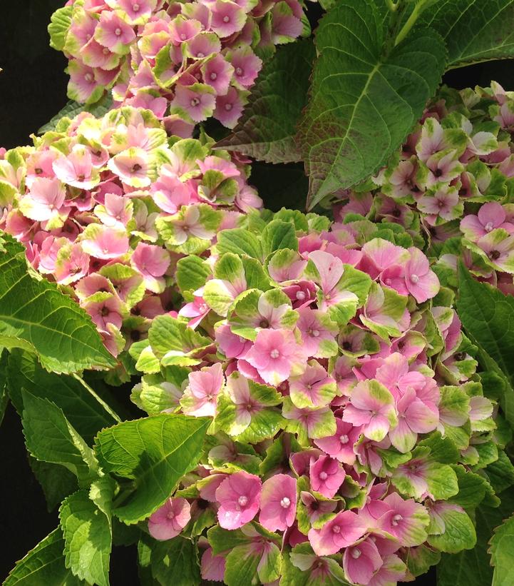 Hydrangea mac. Magical® Amethyst