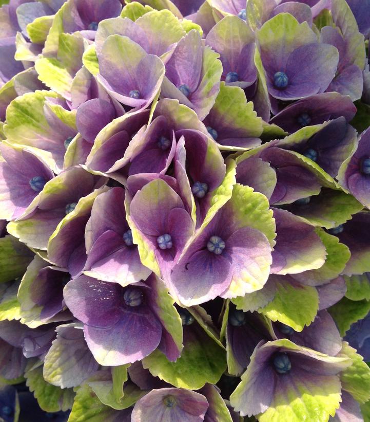 Hydrangea mac. Magical® Amethyst