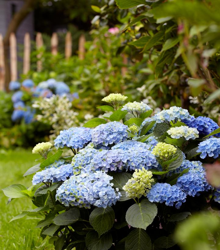 Hydrangea mac. Magical® Revolution