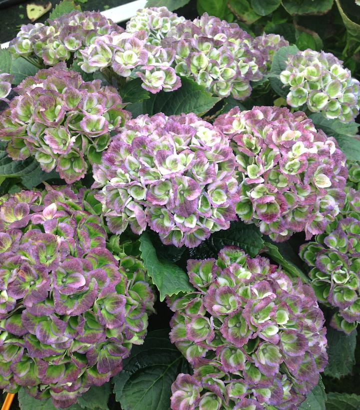 Hydrangea mac. Magical® Revolution