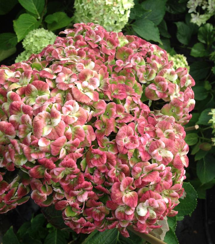 Hydrangea mac. Magical® Revolution