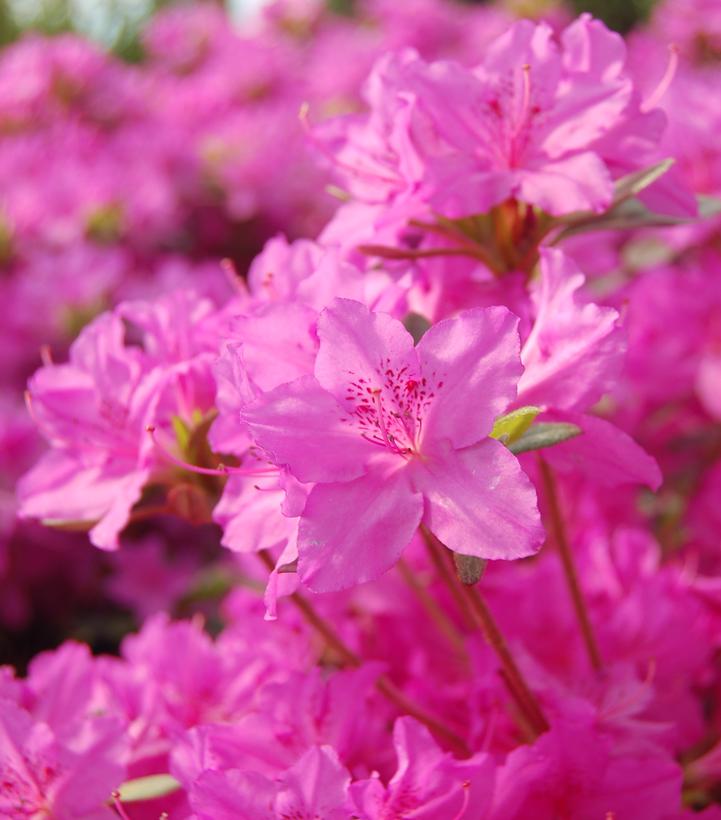 Azalea 'Karen'