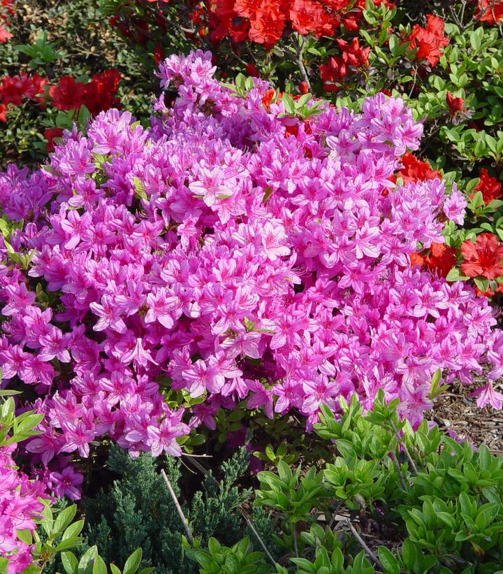 Azalea 'Karen'