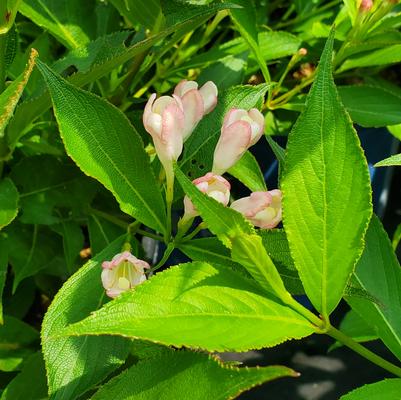 Weigela Peach Kisses™