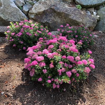 Spiraea Poprocks® Petite