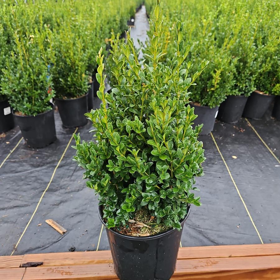 Buxus microphylla var. japonica Green Mountain