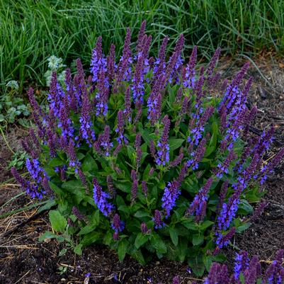 Salvia nemerosa 'Violet Profusion'
