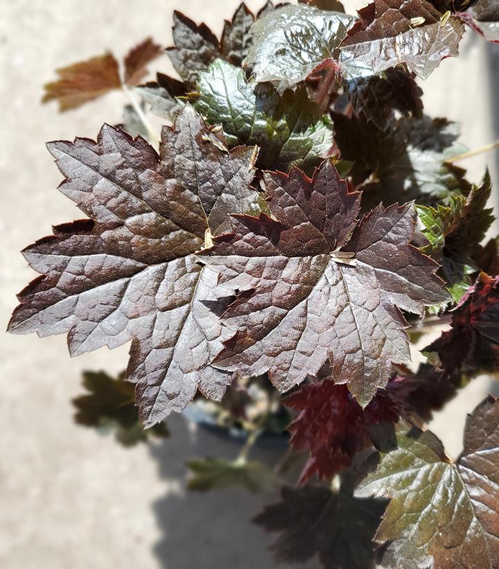 Heuchera villosa 'Blackout'