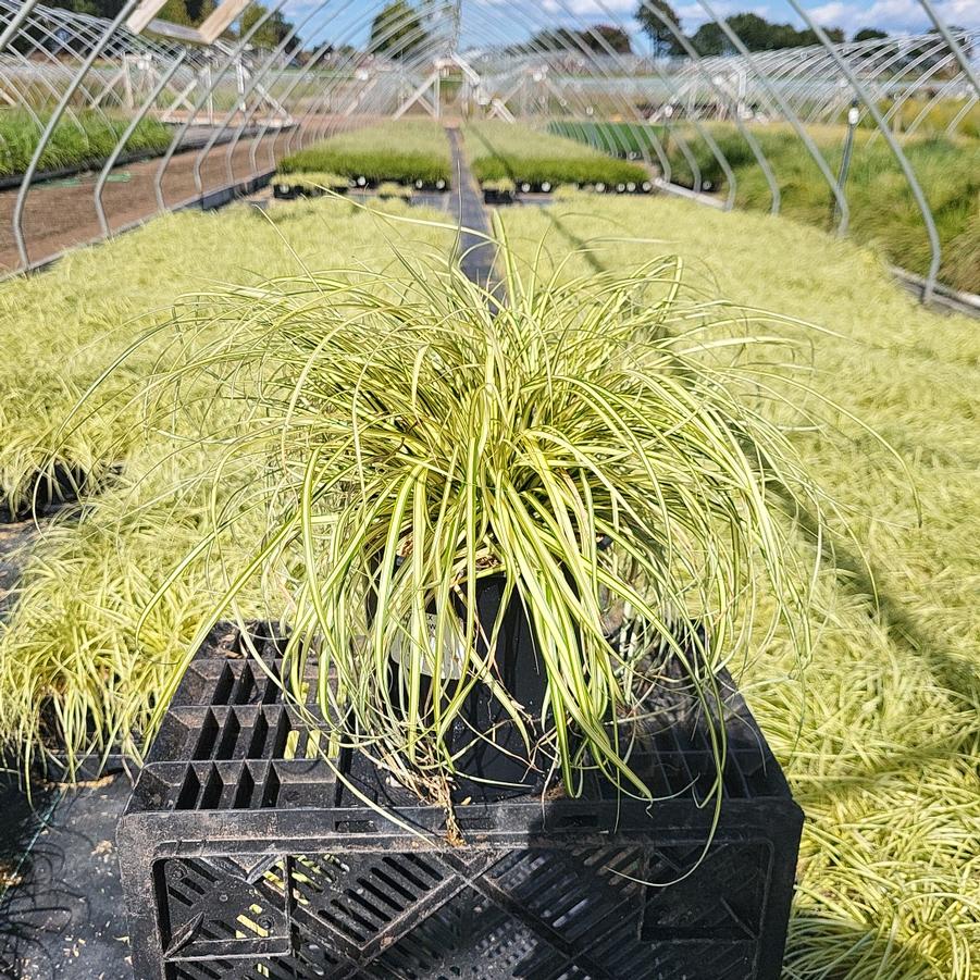 Carex morrowii Evergold