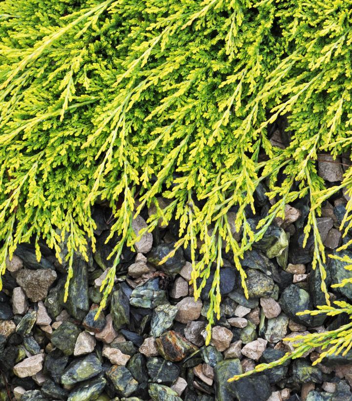 Juniperus horizontalis Golden Carpet