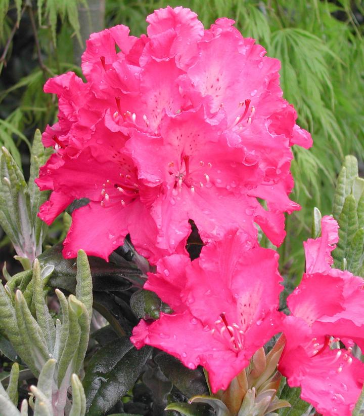 Rhododendron Haaga